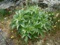 Helleborus lividus ssp. corsicus